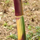 Phyllostachys praecox Viridisulcata 2.jpg